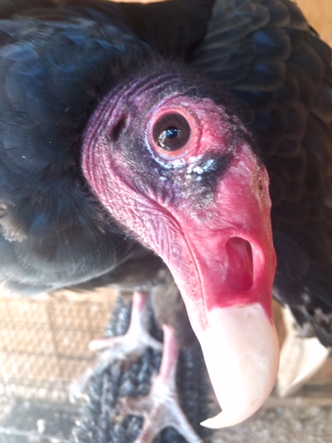 Turkey Vulture_0.JPG